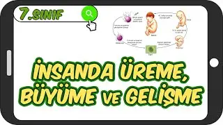 İnsanda Üreme, Büyüme ve Gelişme 📗 7.Sınıf Fen 
