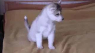 pepa