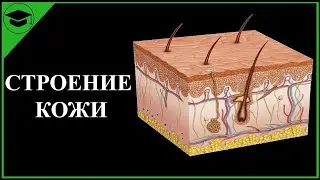 Кожа анатомия строение ЕГЭ ОГЭ | эпидермис дерма гиподерма