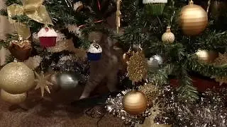 Британский кот Марсель и ёлка / British cat Marcel and Christmas tree