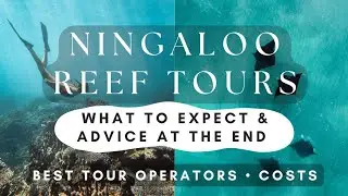TOUR of a LIFETIME! But Don't Make These Mistakes... Exmouth WHALESHARKS #ningaloo #exmouth