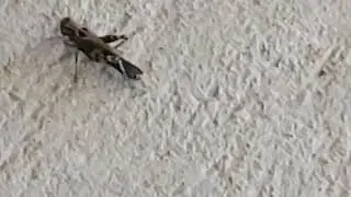 Grasshopper takes off like a time traveler