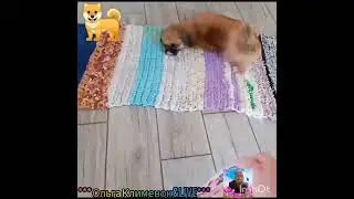 Бусинка на купалась,мороженку поела😋🐕 День удался👍😘