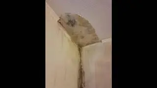 Mould cleaning products for walls (and on other surfaces)