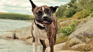 Веселые собаки, веселят не на шутку * Morsom hund, er gøy ikke en spøk