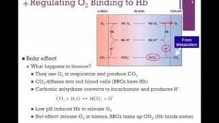 028-Bohr Effect & Regulation of O2 Binding to Hb