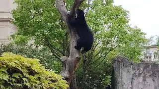 Zoo Frankfurt  Раскрывая чудеса зоопарка Франкфурта: часть 1