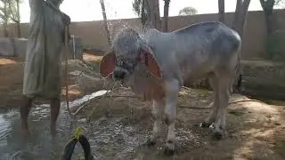 Pure Baraman Bachdi Ashrif Sab From USA