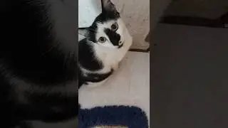 Ngobrol Sama Kucing Rupanya Dia Minta Keluar. #shorts #catlover #cat #kucing