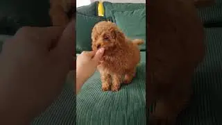 Cute Red Toy Poodle puppy | 9w old male