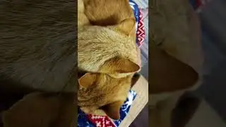 Воскресные кошачьи посиделки-полежалки)