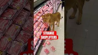 5 Strangest Animals Caught Shoplifting