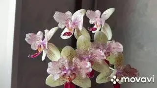 Orchid Maya butterfly blooms. Gorgeous orchid)