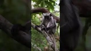 Relaxation Totale en Forêt Tropicale 🌿 Jungle Sounds Tropical Forest #antistress #short