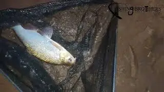 Ловля сома на малька. Плюс хороший бонус в конце рыбалки.