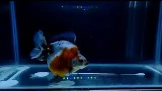 Ikan mas koki ryukin jumbo