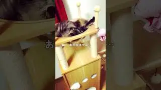 お気に入りの場所を取られて行き場のない猫/A cat with nowhere to go after its favorite place is taken #shorts
