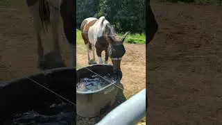 Summertime Fun for horses #equestrian #horse #horsegirl