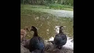 China Duck🔥Day 1 to 120