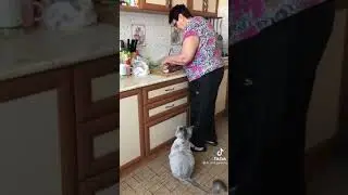 кот просит еду