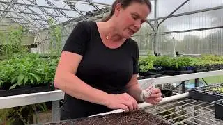 How to Plant Seeds