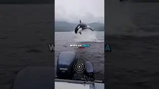 Orcas Can Perform Surgery