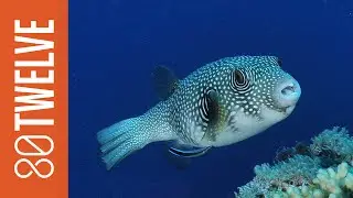 The Discovery of New Species: 80Twelve NewsFlash | 80Twelve