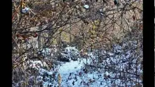 Slideshow din fotografii,pădure.avi