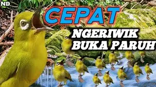 Terapi Air untuk Pleci Macet Bunyi !! Terapi Pleci Agar Pleci Cepat buka Paruh