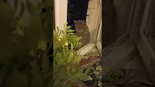 Серёже душно, а на улице дождь