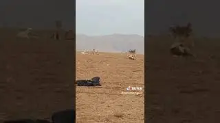 ركافا