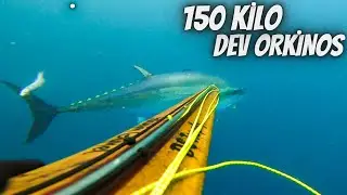 DEV ORKİNOSU ZIPKINLA VURDUM! (150 KİLO)