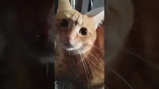 эх Леська жалуется)