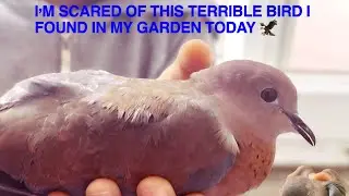 HOW I FOUND SOME SCARY BIRDS IN MY GARDEN TODAY 