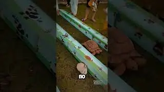 Кролик против черепахи 💪