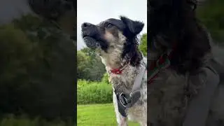This is Fruitycake. It’s about time dogs had wings. 