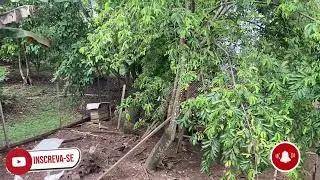 Vlog em casa. -#amazonia #amazonas #tambaqui #rionegro