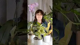 Как я стала цветоголиком) #комнатныерастения #уходзарастениями #цветыдома #ароидные #домашниецветы