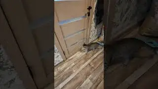 У Мурки с Сериком любофффф
