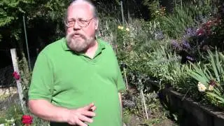 Fern Lodge's Rose Garden (Part IV: Rose Pests)