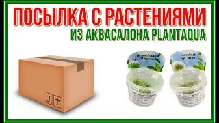 Посылка с растениями из Аквасалона PlantAqua.