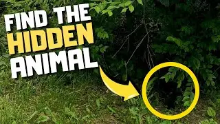 Find the Hidden Animal Hard Edition