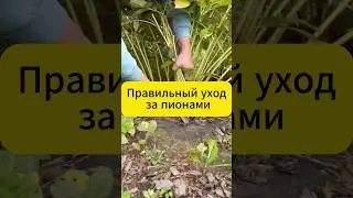 Не обрезай так пионы осенью!  