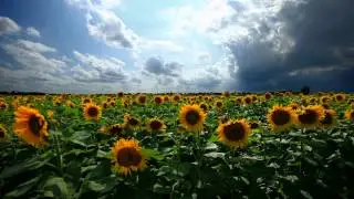 60minutes2relax - Sunflowers