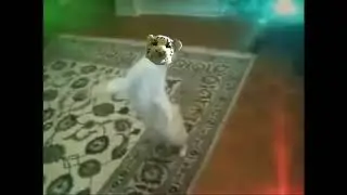 тигр флексит