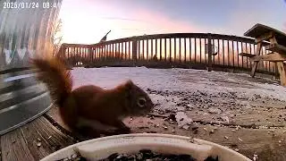 Baby Red Squirrel-watch her or him grow up with me ❤️
