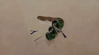 Розетки с яйцами (монтаж), ускоренный просмотр.
