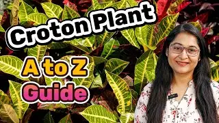 🔴CROTON PLANT COMPLETE CARE/क्रोटन को मरने से कैसे बचाएं/ WHY CROTON LEAVES FALL#crotonplantcare