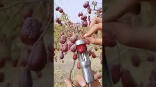fruits 68