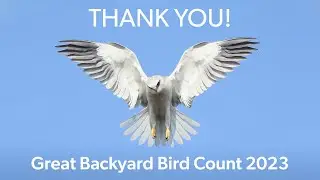 Great Backyard Bird Count 2023: Thank You!